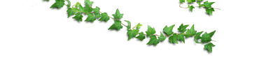 leaves_top